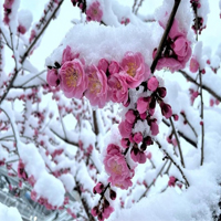 Trình bày hoạt động của gió mùa ở nước ta và hệ quả của nó?