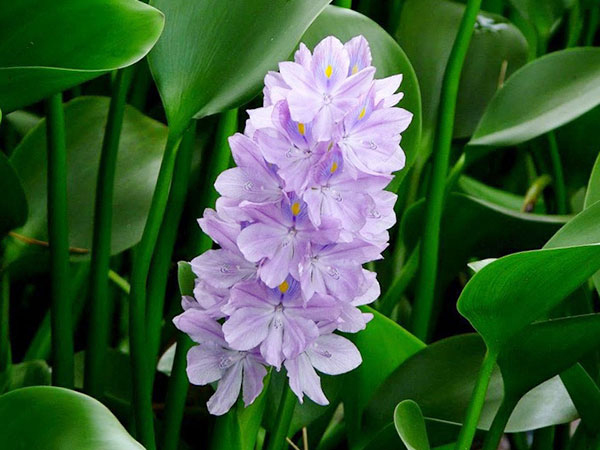 Soạn Mùa xuân nho nhỏ lớp 7