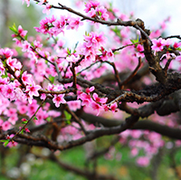 Soạn văn 7 trang 92 SGK Kết nối tri thức tập 1