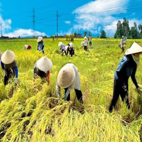 Thực hành: Vẽ và phân tích biểu đồ về sự thay đổi của các loại cây và tăng trưởng của gia súc, gia cầm