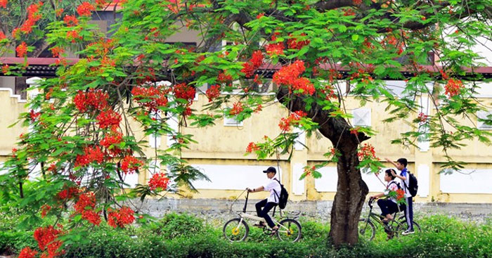 Viết bài tập làm văn số 2 lớp 9 đề 1