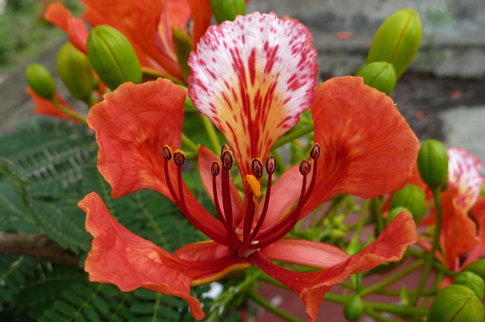 Kể chuyện mười năm sau em về thăm lại mái trường lớp 6