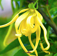 Dưới bóng hoàng lan đọc hiểu