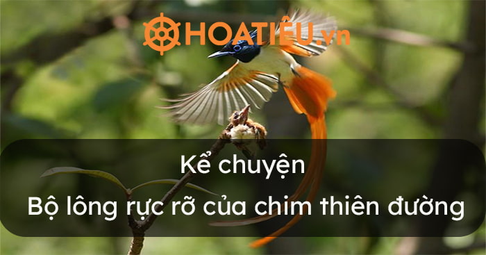 Kể chuyện Bộ lông rực rỡ của chim thiên đường