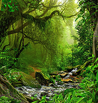 Viết bài văn nghị luận về tầm quan trọng của việc bảo vệ rừng