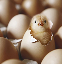 Soạn bài Vẻ đẹp của bài thơ Tiếng gà trưa hay nhất