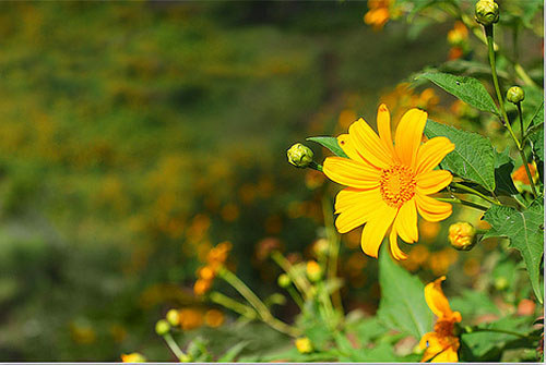 phân tích Nắng đã hanh rồi