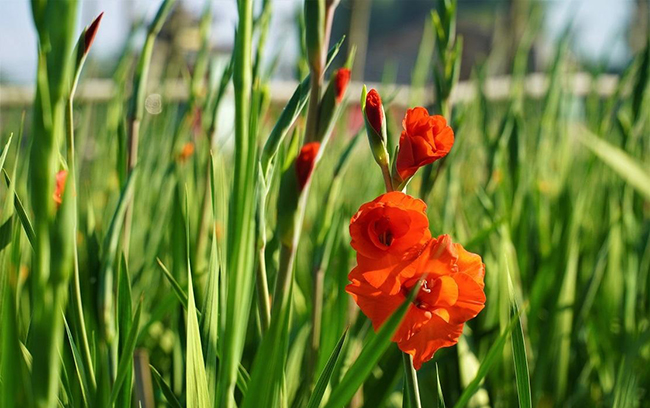 Nêu ngắn gọn cốt truyện Lặng lẽ Sa Pa