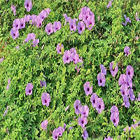 Viết đoạn văn ghi lại cảm xúc về một bài thơ lục bát Hoa bìm (9 mẫu)