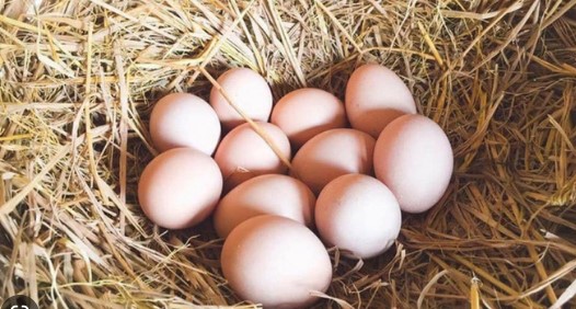 Đoạn văn ngắn về tình cảm bà cháu trong bài Tiếng gà trưa