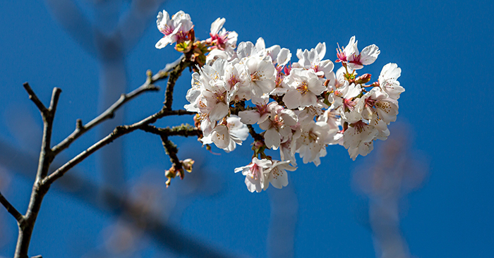 Cảm nhận đáng nhớ của em về mùa xuân