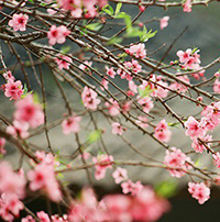 Em thích nhất đoạn nào trong bài thơ Ông đồ của Vũ Đình Liên? Vì sao