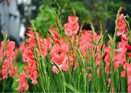 Tóm tắt Lặng lẽ Sa Pa ngắn