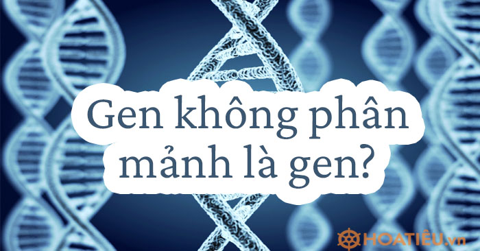 Gen không phân mảnh là gen có vùng mã hóa?