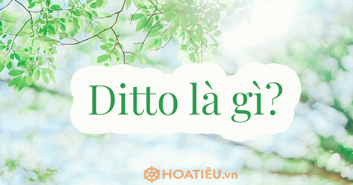 Ditto là gì - Giải thích ý nghĩa và cách sử dụng từ điển Anh - Việt