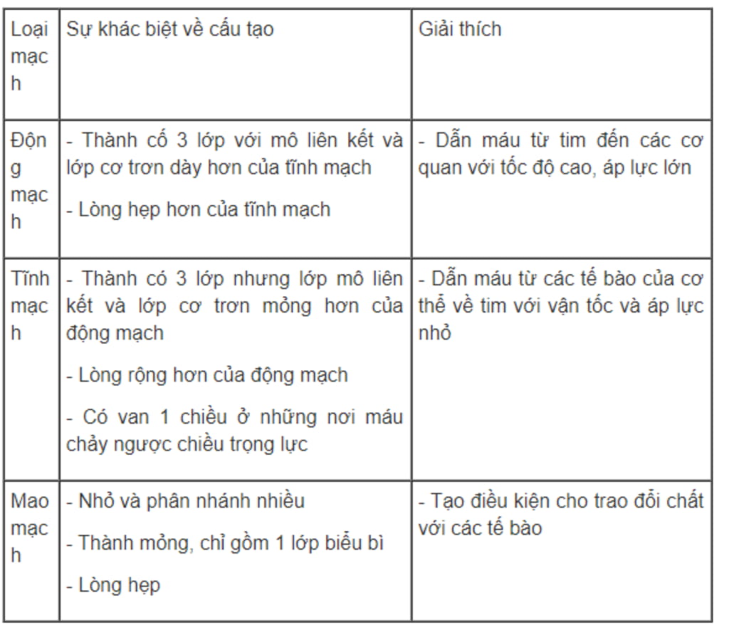 Bảng phân biệt cấu tạo động mạch mao mạch tĩnh mạch và giải thích