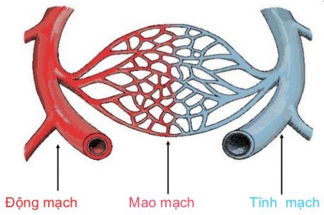 Nêu cấu tạo của các thành phần trong hệ mạch