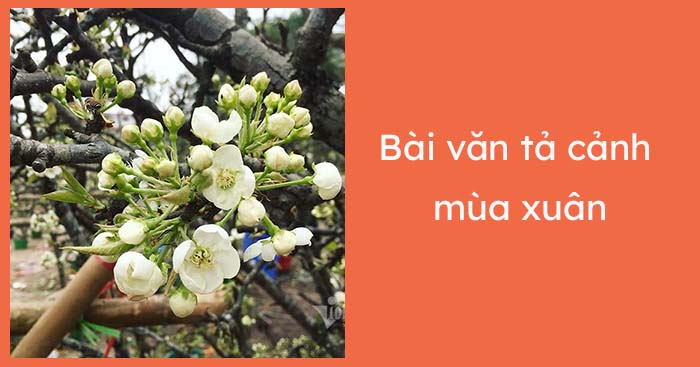 Tả cảnh mùa xuân