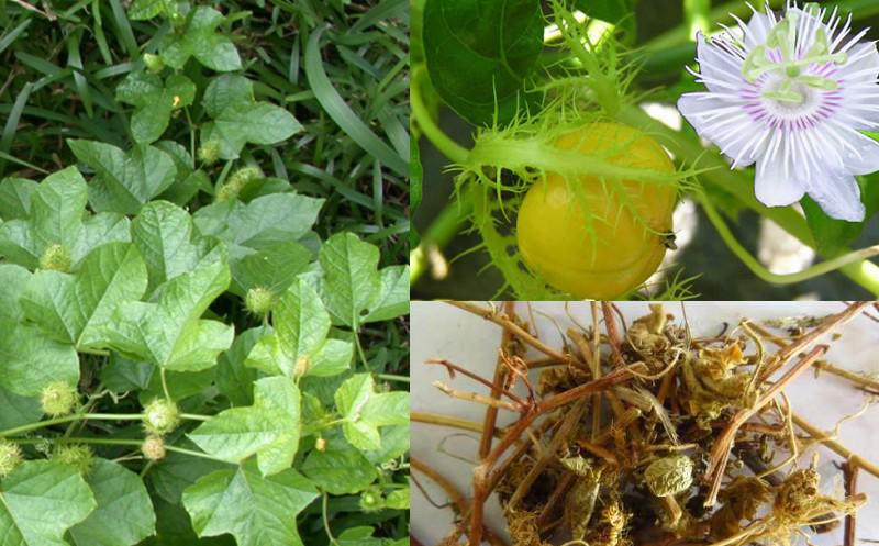 Hình ảnh cây lạc tiên