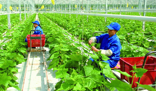 Nền nông nghiệp nhiệt đới có những thuận lợi và khó khăn gì?