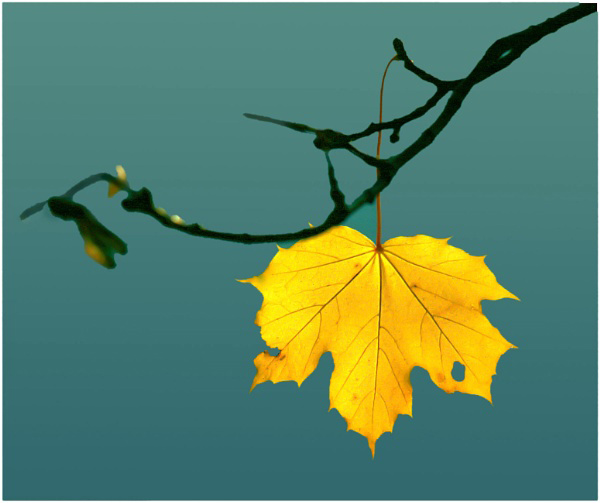 Dàn ý phân tích bài Chiếc lá đầu tiên