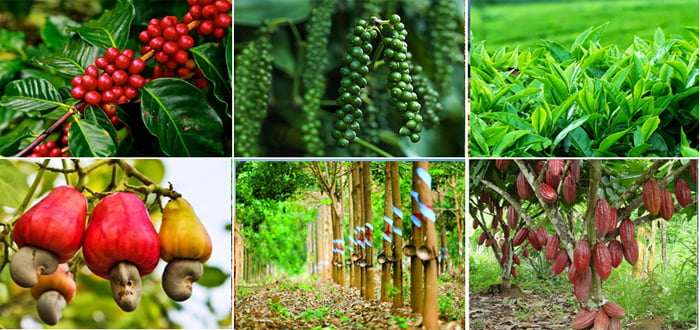 Tại sao các cây công nghiệp lâu năm đóng vai trò quan trọng nhất trong cơ cấu sản xuất cây công nghiệp?