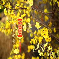 Tết 2025 ngày nào tốt? Ngày mùng 1, 2, 3, 4, 5, 6, 7, 8 Tết tốt hay xấu?