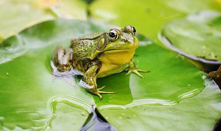 Kể lại một truyện ngụ ngôn lớp 7