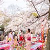 Hanami là gì? Hanami là phong tục truyền thống gì của người Nhật Bản?