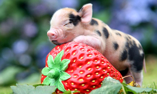 Ngày tốt khai trương năm 2023 tuổi Hợi