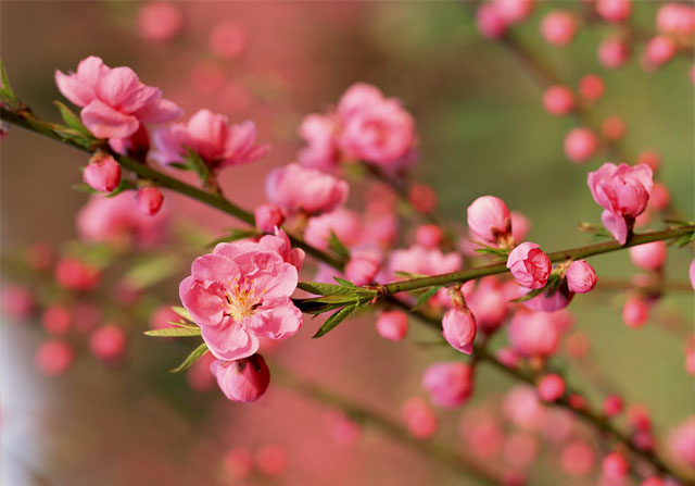 Mùng 1 Tết khóc có sao không?