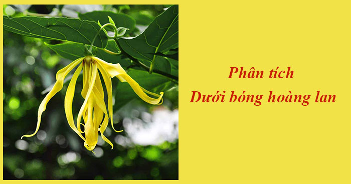 Phân tích Dưới bóng hoàng lan 