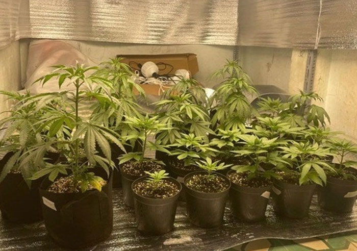 Cây nào sau đây không chứa chất ma túy?