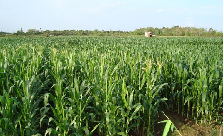 Đọc hiểu Em Cu Tai ngủ trên lưng mẹ ơi