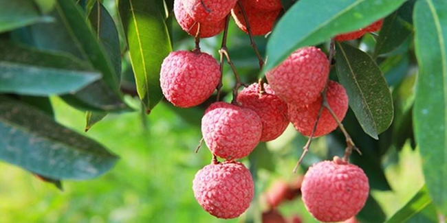 Soạn văn 10 Chân trời sáng tạo tập 2 trang 17