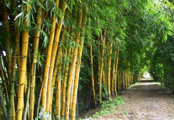 Soạn bài Thực hành tiếng Việt 7 trang 25 sách Cánh Diều tập 2