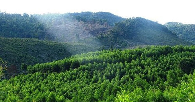 Tóm tắt Rừng xà nu ngắn gọn