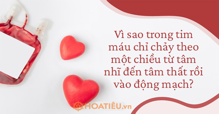 Vì sao trong tim máu chỉ chảy theo một chiều từ tâm nhĩ đến tâm thất rồi vào động mạch
