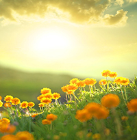 (6 đề) Đọc hiểu Nắng mới có đáp án