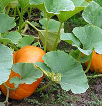 Mẹ và quả đọc hiểu