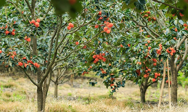 Đọc hiểu Mẹ và quả 