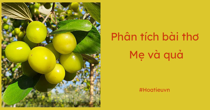 Phân tích Mẹ và quả ngắn gọn