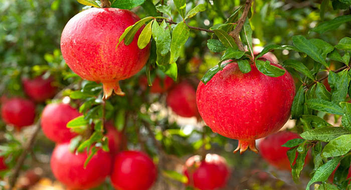  Đề đọc hiểu Cảnh ngày hè 