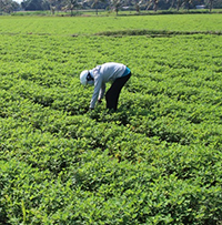 Đọc hiểu Mùa lạc - Nguyễn Khải