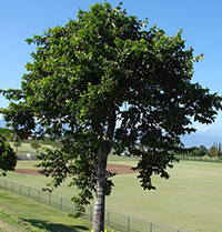 Theo bạn nhan đề Dưới bóng hoàng lan có ý nghĩa gì?