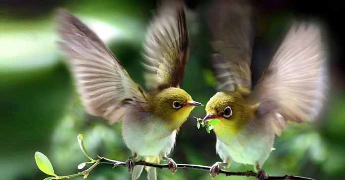 Dàn ý phân tích 4 câu đầu bài Vội vàng