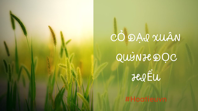 Đọc hiểu Cỏ dại 