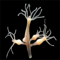 Cho một số ví dụ về phản xạ có điều kiện ở động vật có hệ thần kinh dạng ống