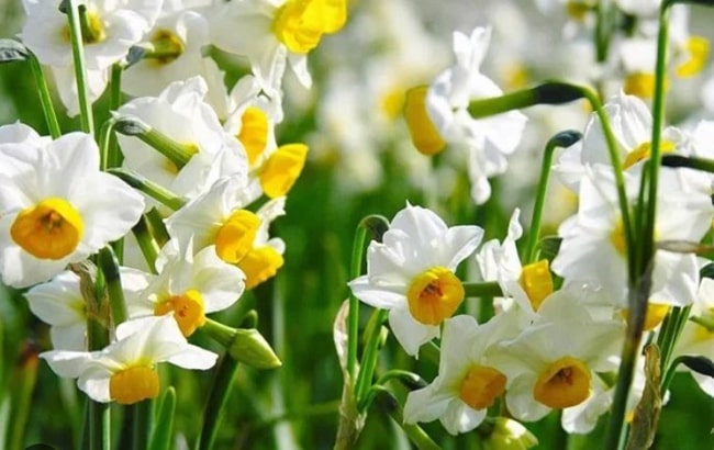 Đoạn văn tưởng tượng em là người gọt được bát hoa thủy tiên đẹp