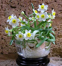 Soạn bài Cách gọt củ hoa thủy tiên siêu hay